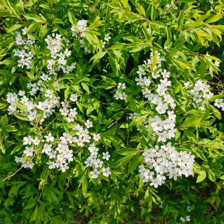 苗圃喷雪花花朵密集如积雪花坛花镜道路两旁点缀种植苗