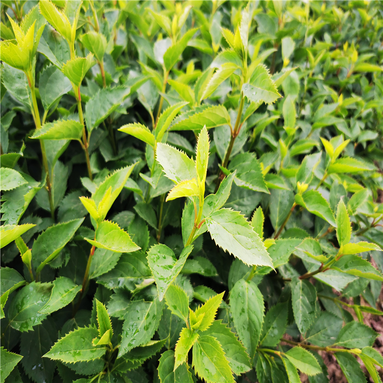 金钟连翘小苗基地 株型美观 布置花坛花带 绿地丛植点缀