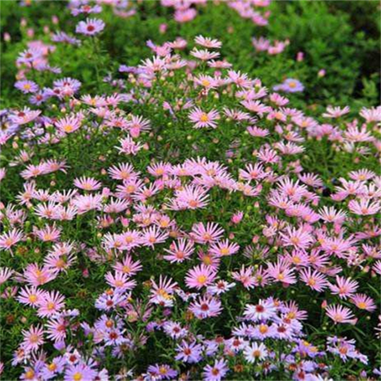 苗圃供应地被菊 道路绿化用苗 花色鲜艳 时令草花