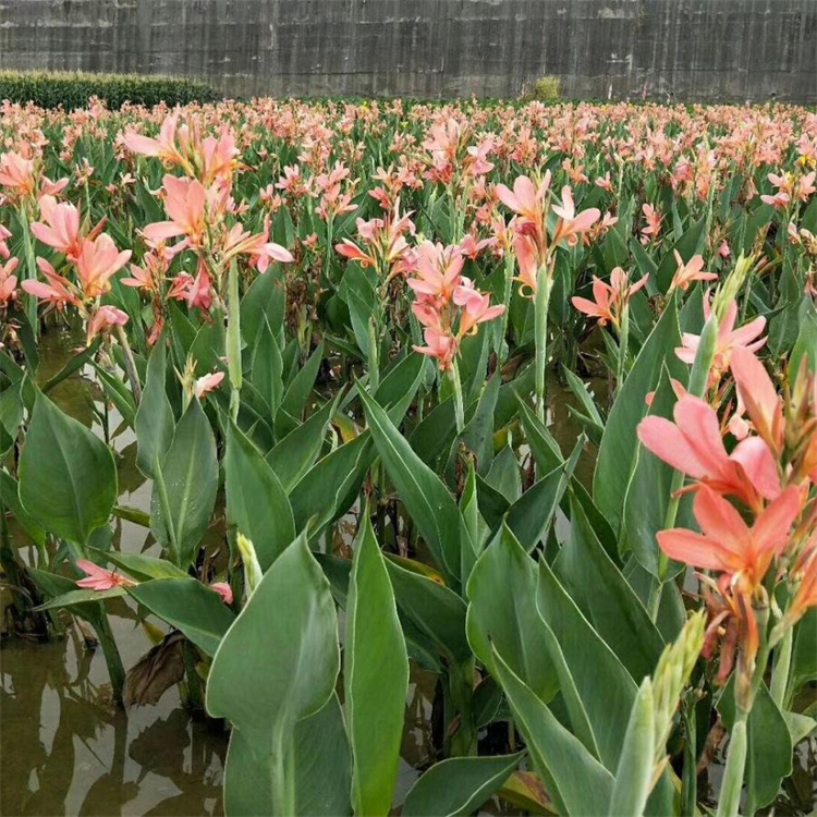 多色系 水生美人蕉种植批发 挺水植物种苗 湿地绿化