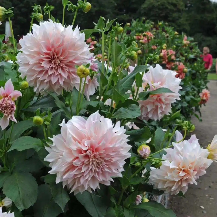 大丽花基地常年批发 绿化工程高档盆栽种植园区景观点缀苗