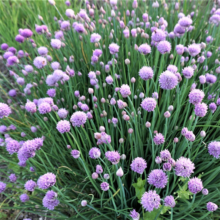 苗圃出售沙葱 护土顾坡 栽植苗园林地被绿化工程苗