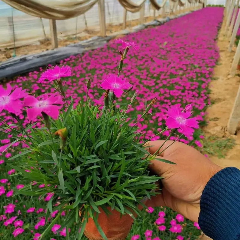 欧石竹 多年生地被草花盆栽地栽苗庭院阳台花园观赏切花材料