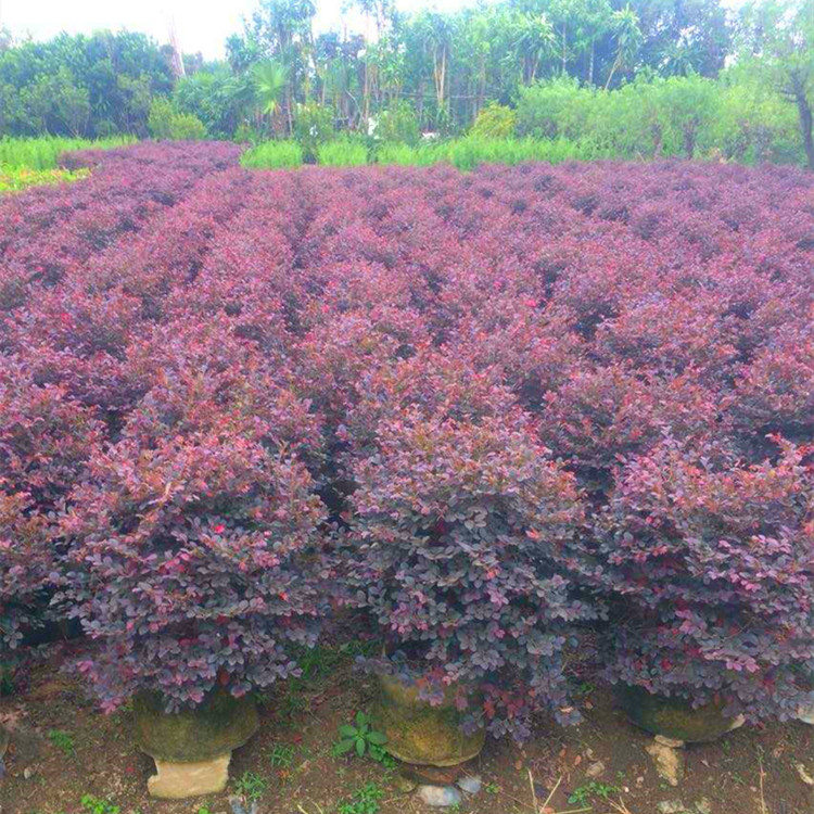 红花继木球红花檵木 高度150cm 园林绿化工程苗圃直供