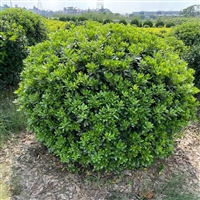 冠幅60-1.8米海桐球 四季常青  球形优美园林绿化工程苗