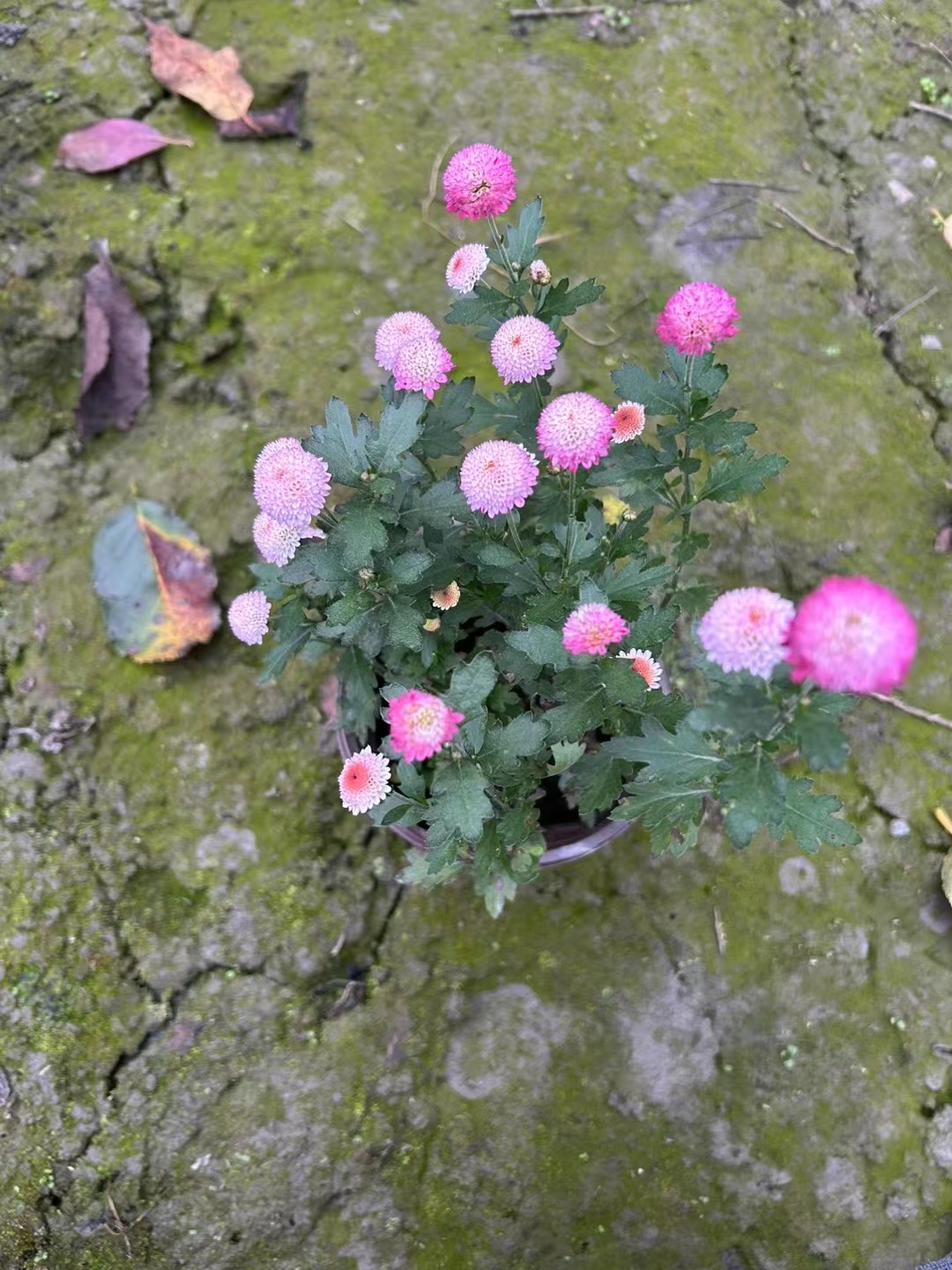 珠玉之卵基地批發(fā) 珠玉之卵大杯價格 珠玉之卵2加侖杯批發(fā)