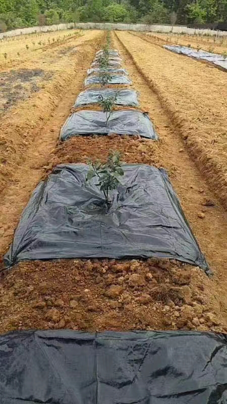 农用种植除草布果树防草布抑制杂草单片切片盖草布厂家