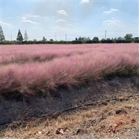 粉黛乱子草种子 草花种子  公园道路庭院花境花海