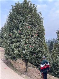 茶花种植基地