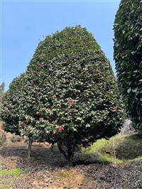 四川茶花基地价格