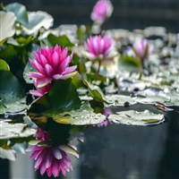 供应睡莲  各种水生植物种苗  绿化工程 池塘公园种植