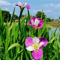 公园灌木花卉 水生鸢尾苗工程苗 花蝴蝶 成活率高 生长快