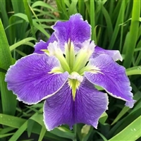 基地供应水生植物  鸢尾苗  花坛花镜庭院绿化地被植物 