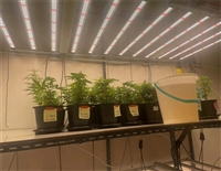 led植物灯厂家生产1000W双路调光八爪鱼植物灯