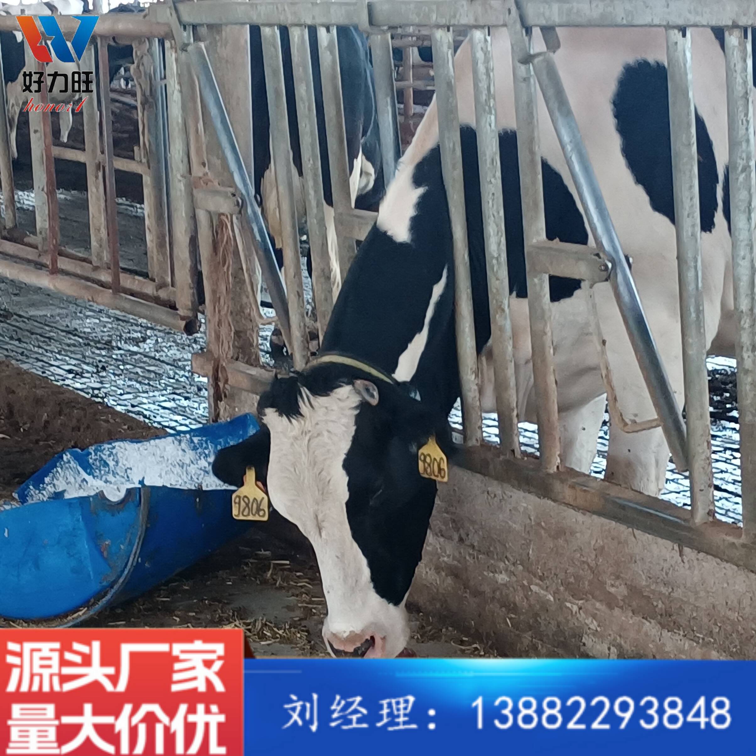 加工定制牛颈枷 采食防疫进食用牛羊颈枷 加厚热镀锌管 防腐耐用