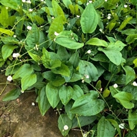 泽泻 挺水植物  根系发达 园林景区  湿地绿化工程苗