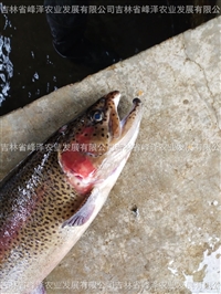 冷水鱼虹鳟苗批发价格 水库塘养金鳟成品鱼供应 水电站增殖放流山女鳟卵