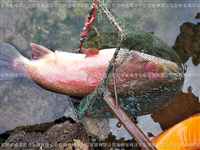 黑龙江虹鳟卵大量批发 北方淡水鱼良种金鳟卵 水库投放山女鳟卵价格