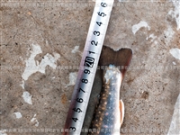 东北吉林七彩鲑鱼卵市场价格 花糕红点鲑鱼卵一公斤价格 七彩鲑鱼繁育基地