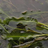 沉水植物  马来眼子菜 耐寒型 易成活易繁殖 河道池塘净化水质
