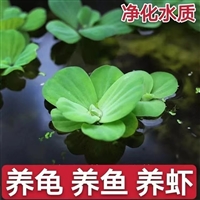 观赏水芙蓉  水生花卉植物 观赏效果好 湿地绿化工程苗