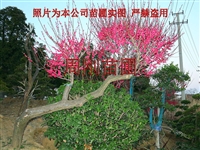 苏州梅花 梅花树种植基地 光福香雪海梅花 造型梅花苗圃 垂枝梅花