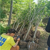 独杆紫荆 观花路道绿化苗木 树形好现挖现卖 带土球保证成活率