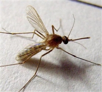 驱蚊产品检测 驱蚊效果检测 防害虫检测 飞凡检测 第三方检测机构