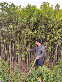 桂花  桂花苗  高杆桂花  湖北桂花  2公分桂花