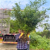 黄刺玫 耐寒耐贫瘠开花观赏性植物 地被灌丛花卉种植基地