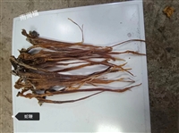 正宗原生态蛇鞭供应批发零售