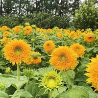 迷你向日葵种子   宿根观赏花卉  四季盆栽观赏阳台春夏播种