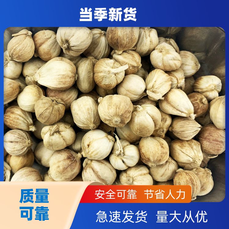 添香汇白寇仁500g还有良姜草果肉蔻仁当季新货白扣豆蔻白叩 商业用 