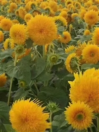  观赏向日葵种子玩具熊花籽批发