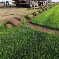 深圳龙岗台湾草皮大量供应 龙岗台湾草卷价格