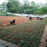 广东佛山台湾草佛山草皮  广东肇庆大叶油草批发台湾草皮