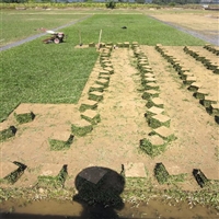 广州广东马尼拉草  广东广州荔湾区马尼拉草基地