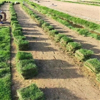 安徽大叶油草种植方法  订购大叶油草