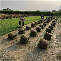 广东佛山台湾草佛山草皮  佛山市区大叶油草批发台湾草皮