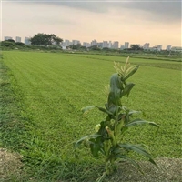 佛山兰引三号草卷  供应广东大叶油草