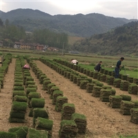 广东台湾二号草坪  成都细叶结缕草