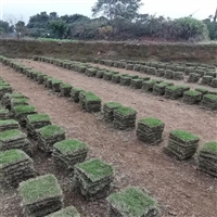 佛山台湾草皮基地，广东佛山市马尼拉草，佛山市大叶油草