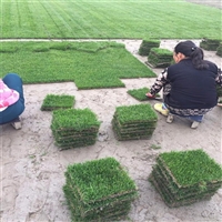 广东大叶油草,河源大叶油草坪施工工程