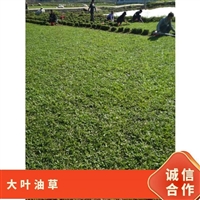 惠州大叶油草坪 大叶油草卷草皮长期供应