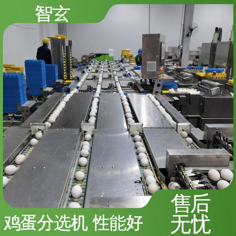 智玄 自动化检测 计数 装盒 鸡蛋分级设备 厂家供应 质量可信 JT600