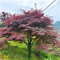 中国红枫树苗10-15公分 日本美国红枫 观赏景区绿化树 树形好