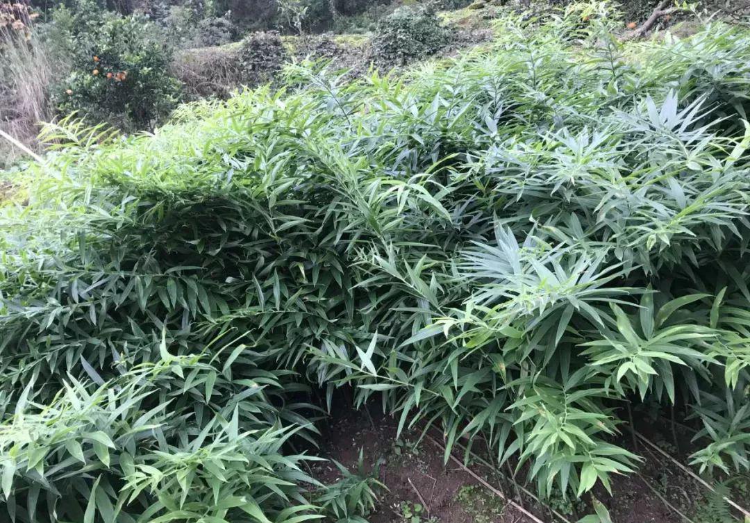 湖北百草堂黄精种植周期短，新型项目适应环境能力强