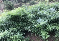 湖北百草堂黄精种植好项目，创业好道路好的致富之路