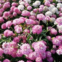 草本植物蜂室花  春秋播种  景区花海绿化花卉草花种子