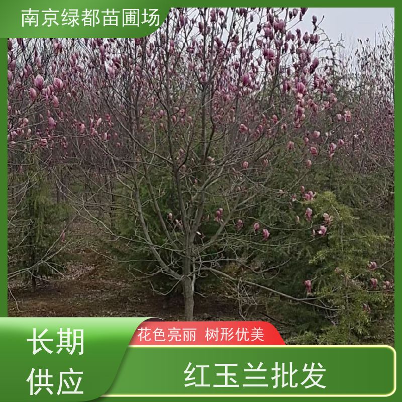 南 京绿都苗圃场 8公分紫玉兰 花色亮丽 树形优美 货源充足